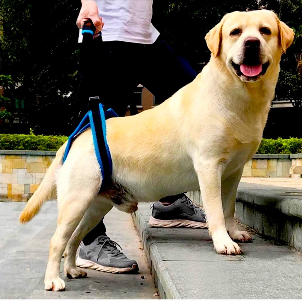 ROZKITCH Dog Support Harness Rear Lifting Harness medium